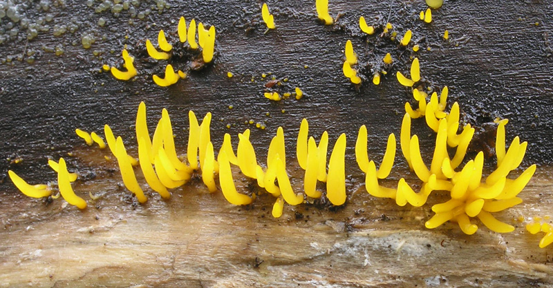 Calocera cornea